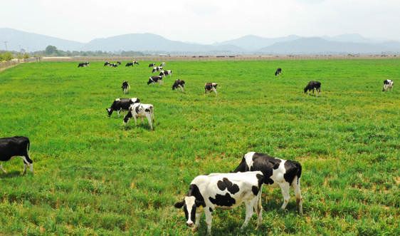 Quy định mới nhất về bảo vệ môi trường trong chăn nuôi