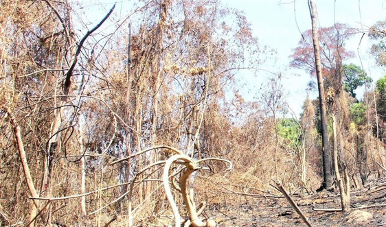 Quảng Nam: Đốt thực bì gây cháy rừng tự nhiên, 2 giám đốc bị khởi tố 