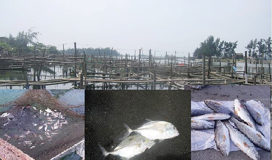 Thừa Thiên – Huế: Hàng loạt cá nuôi lồng bị chết