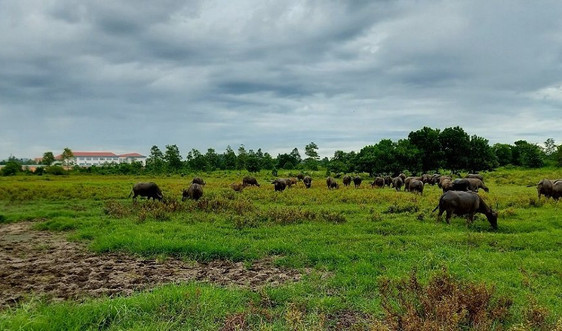 Nghệ An: Dự án hàng chục héc ta đất "xây rào trồng cỏ" bị đề nghị thu hồi