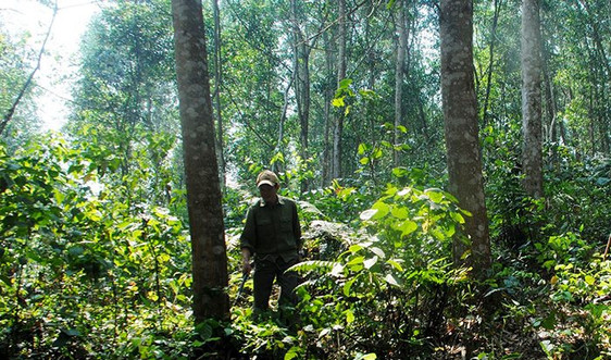 Điện Biên: Tạo sinh kế cho người dân tham gia bảo vệ rừng