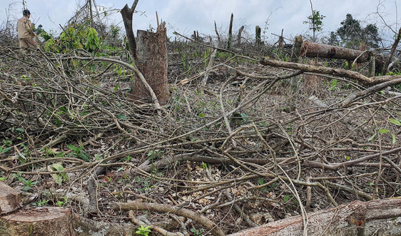 Tiếp tục xảy ra tình trạng phá rừng ở huyện miền núi tại Quảng Trị