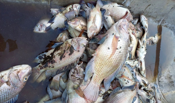 Hải Lăng - Quảng Trị: Tái diễn tình trạng cá chết ở hồ Nước Chè