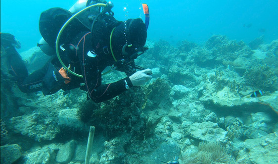 Bảo tồn hệ sinh thái san hô - Bài 3: Các mô hình và giải pháp phục hồi