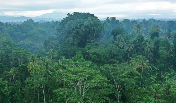 hình ảnh  thiên nhiên Hoang dã Đường mòn Ánh sáng mặt trời Lá màu  xanh lá rừng nhiệt đới Cây cỏ Rừng nhiệt đới Rụng lá Khe núi Rừng  cây môi