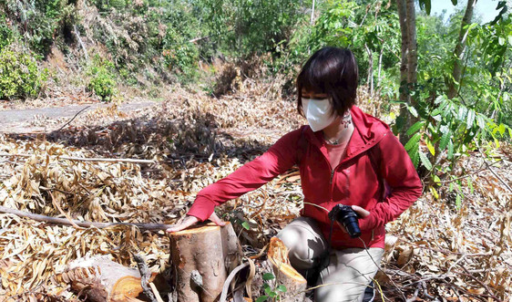 Bình Định: Chặt phá cây rừng Khu di tích danh lam thắng cảnh Ghềnh Ráng 