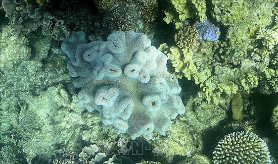 Australia tăng cường đầu tư cho công tác bảo tồn rạn san hô lớn nhất thế giới