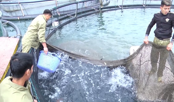 Khai thác lợi thế nguồn nước, nuôi cá lồng trên hồ Thác Bà tạo sinh kế bền vững cho người dân