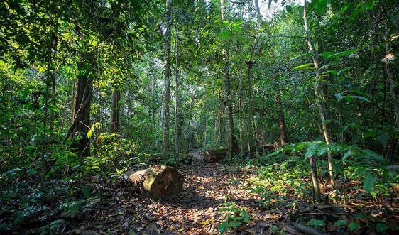 Dịch vụ môi trường rừng góp phần bảo vệ môi trường và tạo nguồn sinh kế cho người dân