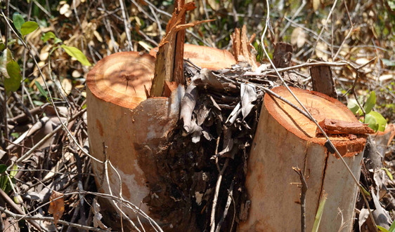 Chủ tịch UBND tỉnh Bình Định chỉ đạo xử lý vụ chặt phá cây rừng Thắng cảnh Gành Ráng 