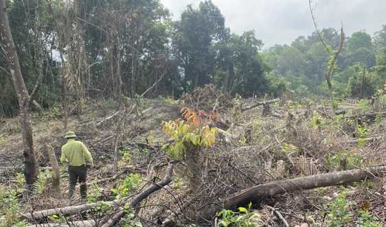 Hà Tĩnh: Gia tăng tình trạng vi phạm sử dụng đất rừng 
