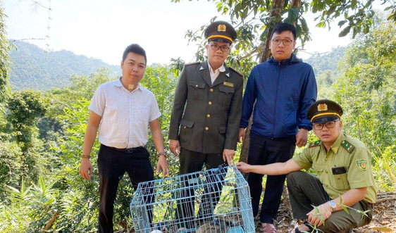 Thừa Thiên – Huế: Nhiều cá thể động vật quý được người dân giao nộp