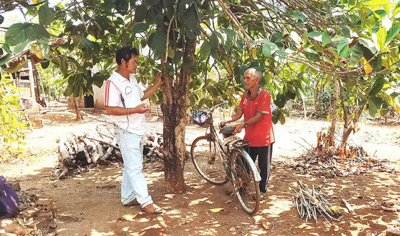 Gia Lai: Người dân làng Breng 2 nhận lại đất cho thuê sau 25 năm