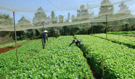 Xã Phú Hội , huyện Ðức Trọng, tỉnh Lâm Đồng: Cải thiện đời sống người dân nhờ chuyển đổi cơ cấu cây trồng