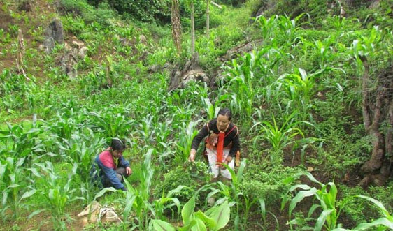 Xã Mù Sang khởi sắc từ chuyển đổi cây trồng thích ứng với biến đổi khí hậu