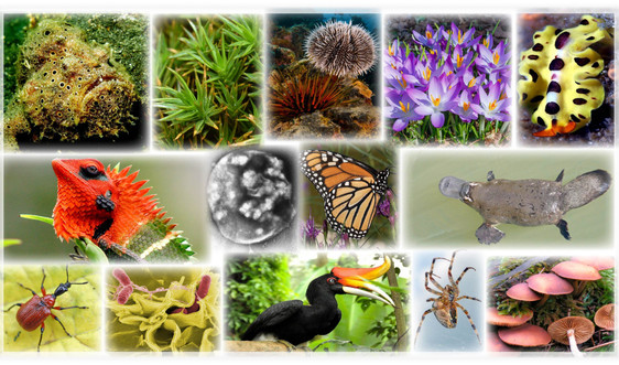 Ban hành Kế hoạch thực hiện Chiến lược quốc gia về đa dạng sinh học đến năm 2030