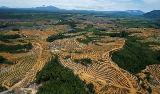 EU cấm nhập khẩu các sản phẩm liên quan đến phá rừng