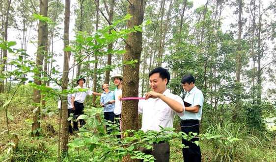 Thương mại hóa các-bon rừng: Cần hành lang pháp lý