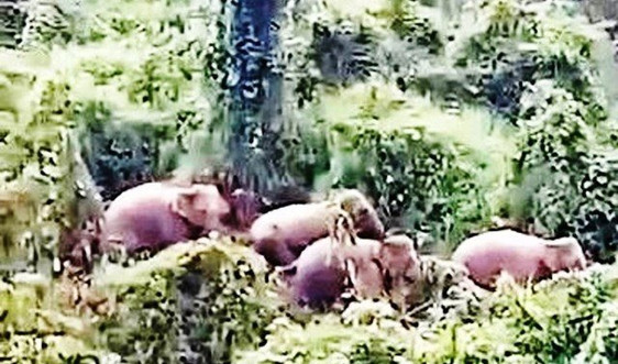 Quảng Nam: Người dân phát hiện 5 cá thể voi rừng khi đi làm rẫy