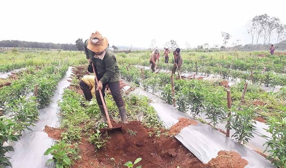 Cấp cây giống chất lượng để giữ dân ở quê
