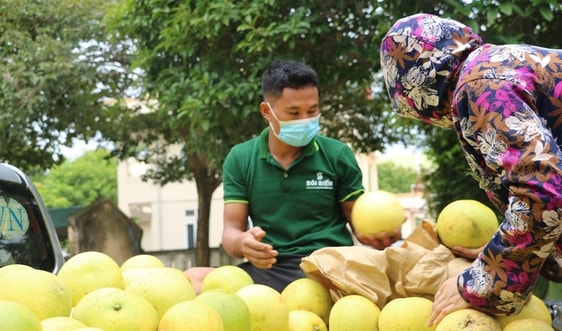Hà Tĩnh: Cây bưởi dẫn lối thoát nghèo cho người dân Hương Khê