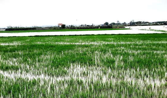 Thừa Thiên – Huế: Mưa lớn, hàng nghìn ha lúa ngập úng