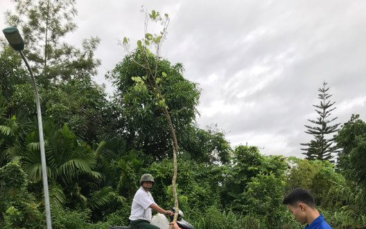 Huyện Đoàn Điện Biên Đông phát động phong trào trồng cây xanh