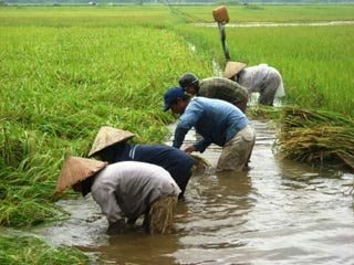 Nông nghiệp thuận thiên giải bài toán giảm nghèo