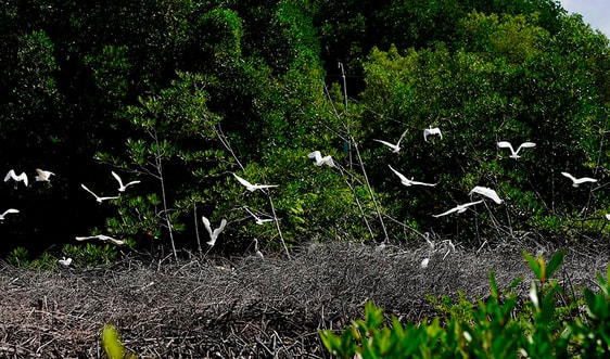 Lượng giá dịch vụ hệ sinh thái góp phần thúc đẩy phát triển kinh tế vùng đất ngập nước 