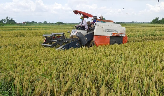Nước đã ngọt trên những cánh đồng nhiễm mặn 