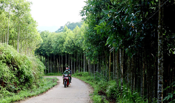 Bảo Yên - Lào Cai: Đổi thay từ cây quế