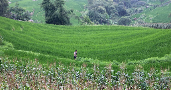 Read more about the article Mức bồi thường khi người dân bị thu hồi gần 30% diện tích đất nông nghiệp