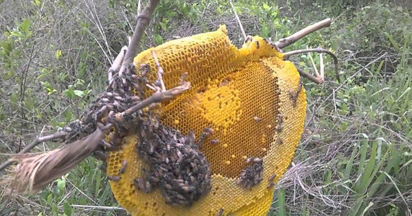 Read more about the article Đốt lửa lấy mật ong bị xử phạt thế nào?
