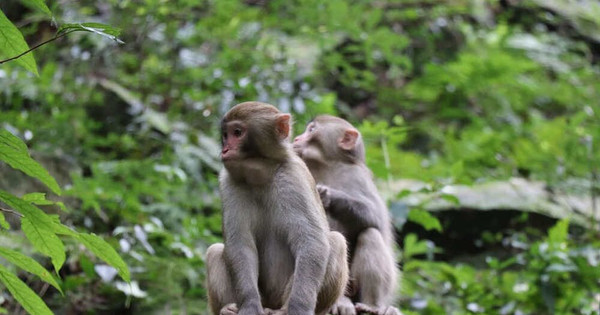 Ảnh khỉ chế sẽ khiến bạn hiểu thêm về ngôn ngữ cơ thể và cảm xúc của loài khỉ thông qua nụ cười và những dấu hiệu tương tác. Bạn sẽ cảm thấy kết nối với tự nhiên hơn và hiểu rõ hơn về mối quan hệ giữa loài người và động vật.