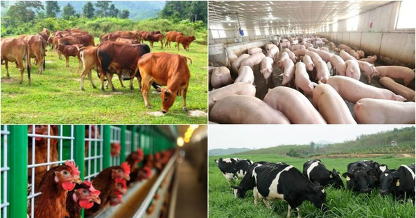 Read more about the article Chăn nuôi gia súc quy mô lớn có phải lập Báo cáo đánh giá tác động môi trường không?