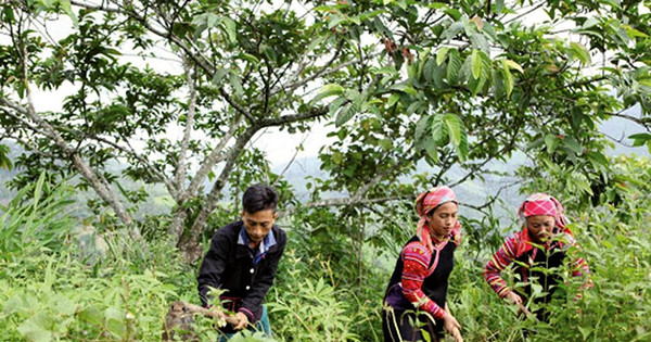 Read more about the article Đồng bào dân tộc thiểu số trồng rừng, bảo vệ rừng được hỗ trợ bao nhiêu tiền?