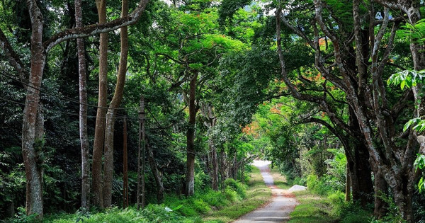 Vườn Quốc gia Cúc Phương được cȏng nhận là Cȏng viên Quốc gia hàng đầu Chȃu Á 2022