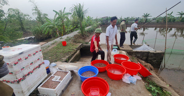 An Thanh (Tứ Kỳ - Hải Dương): Làm giàu từ “gốc” lúa, ruộng rươi