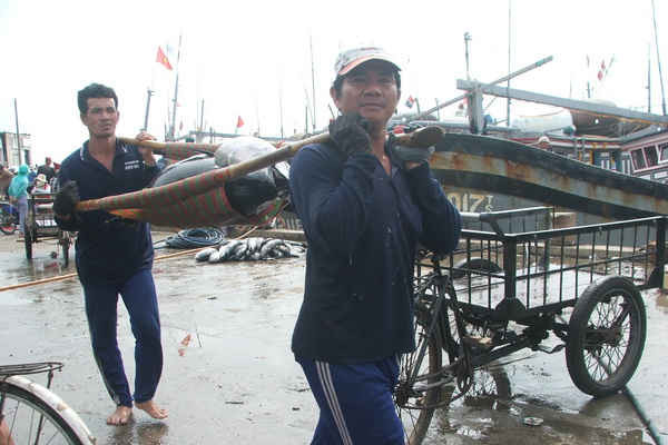 Phú Yên: Nhiều giải pháp phát triển ngành công nghiệp khai thác cá ngừ