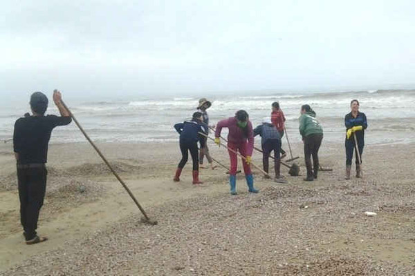 Hà Tĩnh: Phát hiện hàng chục tấn sò, ốc chết ở bãi biển