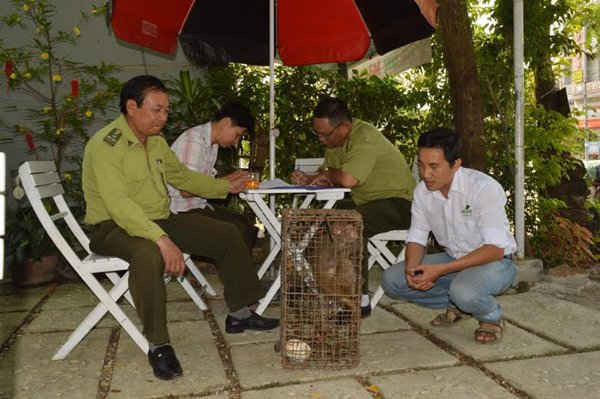 Đà Nẵng: Vây bắt khỉ tấn công người trên bán đảo Sơn Trà