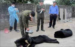 Chuyển giao toàn bộ gấu nuôi tại Quảng Ninh về Trung tâm cứu hộ