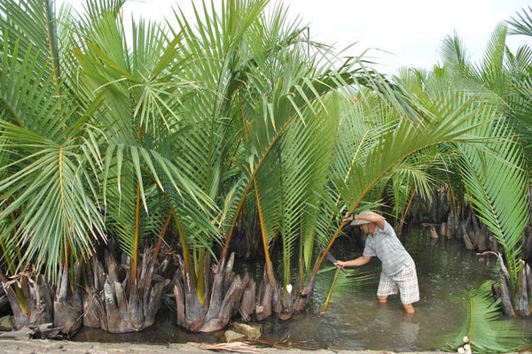 Quảng Nam: Sinh kế bền vững từ "Rừng dừa Bảy mẫu"