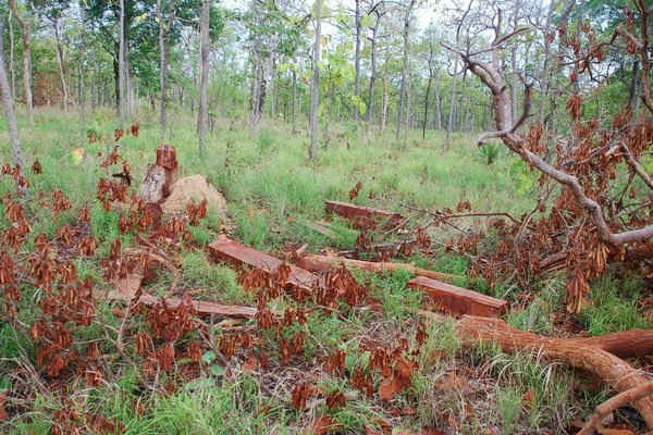 Đồng Nai: Gần 2.400ha đất rừng đang có tranh chấp