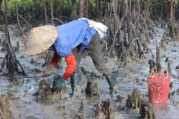 Quảng Ninh: Tích cực trồng rừng ngập mặn
