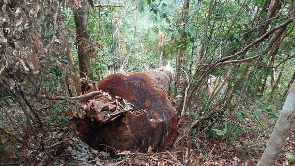 Tây Nguyên trong cơn đại hạn: Hệ quả của việc ồ ạt phá rừng
