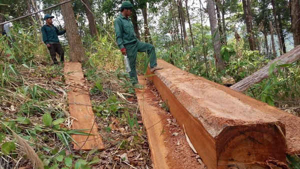 Tiếp bài "Xẻ thịt" rừng phòng hộ Chư Pah: UBND tỉnh Gia Lai yêu cầu xác minh làm rõ