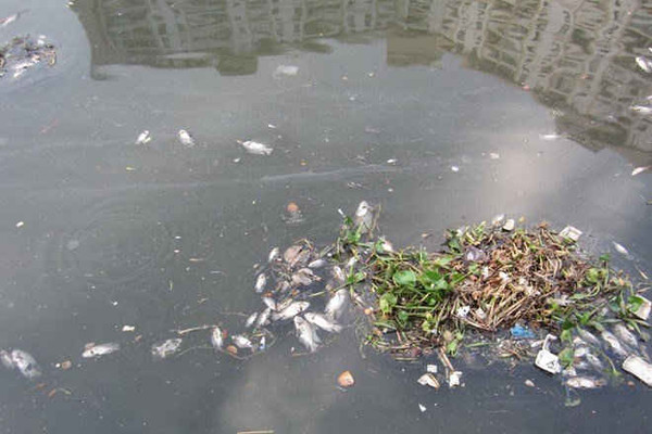 TPHCM: Cá lại chết trắng kênh Nhiêu Lộc – Thị Nghè