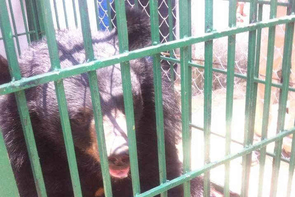 Một gia đình tự nguyện bàn giao cho Vườn quốc gia Hoàng Liên (Sa Pa) nuôi dưỡng một con gấu hơn 10 tuổi