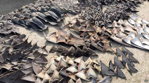 Cảnh sát Ecuador tịch thu 200.000 vây cá mập buôn lậu sang châu Á